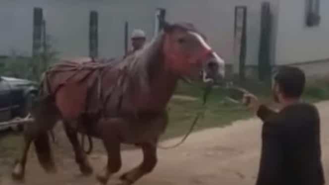 Imagini șocante Cu Un Cal Chinuit Animalul A Fost Bătut Pentru Că A Refuzat Să Tragă O Mașină Video Fanatik Ro